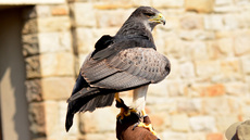 Kordillerenadler (4).jpg